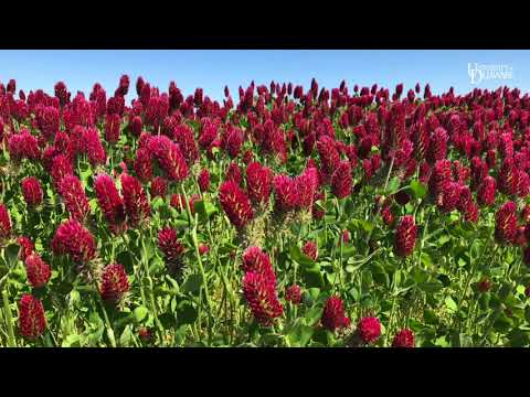 Video: Kura Clover gebruikt - Kura kweken als bodembedekker en voedergewas