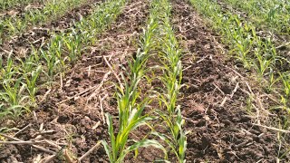 Jagung SAKTI Penyemprotan OBAT RUMPUT  ROUNDUP Usia Jagung 16 Hst NK PENDEKAR SAKTI