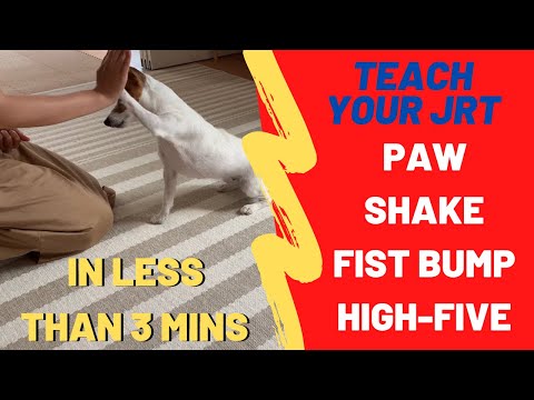 How to Teach Your Jack Russell Terrier Tricks Series | Episode 1