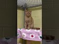 Winston video