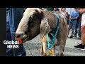 Escape goat: Joshua the runaway goat joins Newfoundland marathon, wins medal