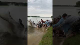 Total Chaos At The Waters Edge As The Guys Battle A Giant Catfish To Save Woman