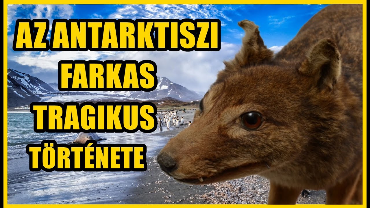 AZ ANTARKTISZI FARKAS REJTÉLYE -Az első vadállat, amely a történelmi időkben halt ki