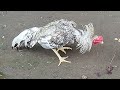 ternak ayam bangkok dg pacek pilihan terbaik