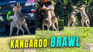 Two Wild Kangaroos Brawling by a House