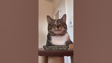 Slow Blinking | @cashmere.mittens.cat