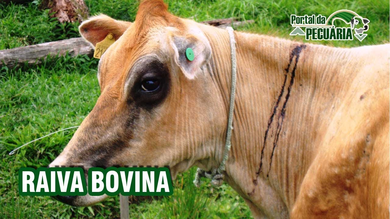 Sintomas Da Raiva Em Bovinos - NAZAEDU