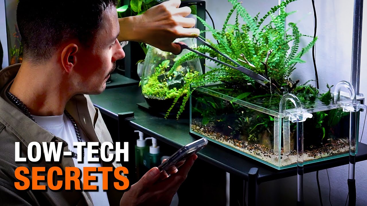 Почему большинство простых аквариумов с растениями терпят неудачу | Как сделать свой аквариум неу...