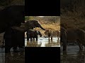 A lion lunges at a baby elephant But the next moment 【An unexpected ending】
