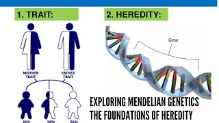 Exploring Mendelian Genetics The Foundations of Heredity