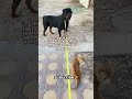 #rottweiler #petlover #doglife #animals #puppy #dog #seo #highlights #fyp #shorts #shortvideo #cats