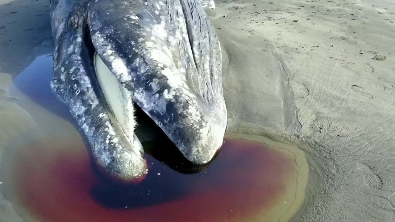 Finding more than gold at the beach??? YouTube