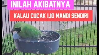 SUARA BURUNG : Inilah Akibatnya Kalau Cucak Ijo Gacor Mandi Di Cepuk