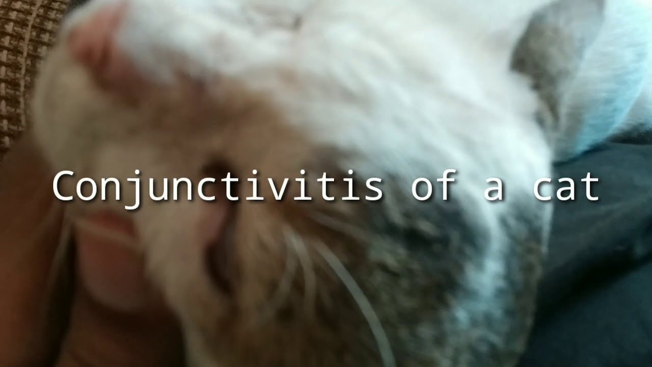 Conjunctivitis of a cat YouTube