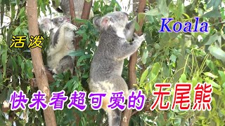 澳洲天堂农庄里的 无尾熊  Koala 又叫树熊 克瓦勒 树袋熊 考拉Phascolarctos cinereus 在吃鲜树叶 桉树叶   尤加利樹叶 是澳大利亚的国宝保护动物
