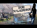The Full-Bloomed Sakura | 満開さくら | Ohanami