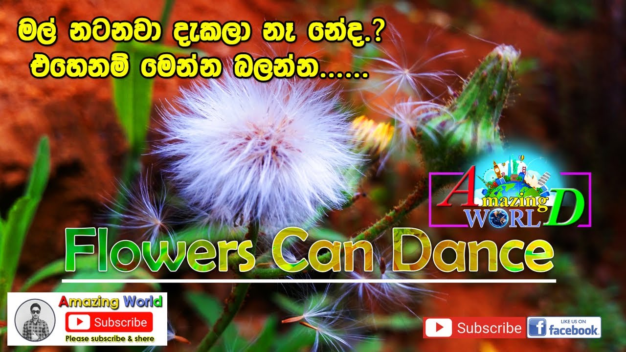 Flowers Can Dance, Amazing Flowers 2020 YouTube