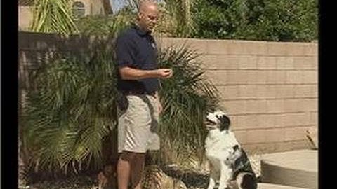 How to Train a Puppy : Baiting for the Off Command