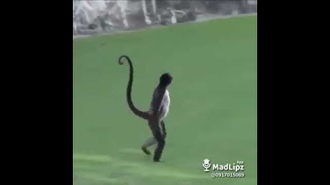 Monkey On Golf Course - Lồng Tiếng Pa Cô (A Lưới)