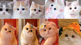 cute cat hd wallpapers| cat wallpapers| ultra HD cheeta wallpapers] cat images to... screenshot 1