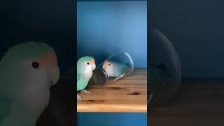 Mission Successful 👏 #lovebird #viral #albino #peachface #lutino #albino