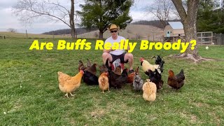 I Want Buff Orpington Hens: How Do I Deal W/ The Broodiness?