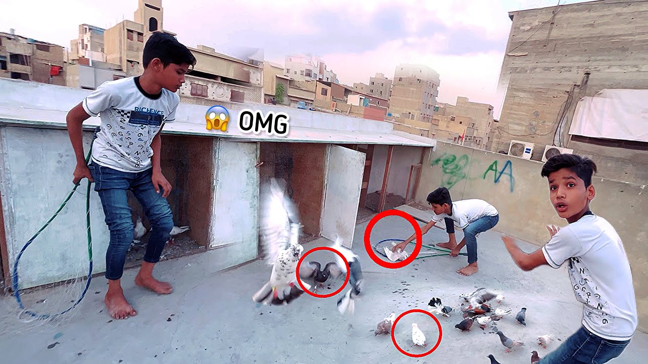 Naye Kabutar Khul Gaye || 2 Kabutar Bhag Gaye OMG 😨