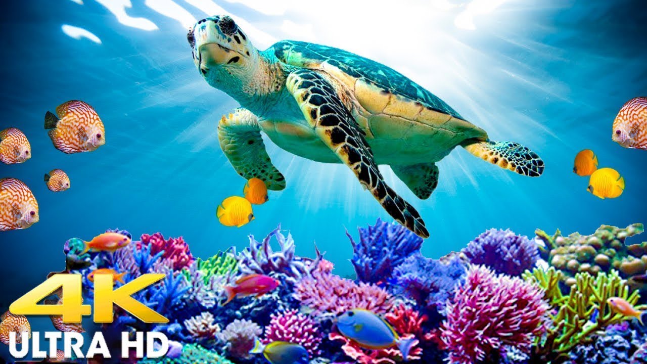 4K Turtle Paradise, Relaxing Nature Under the Sea Movie + Soul Relaxing Piano Music - Ocean Dream #7
