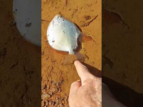 Look at this fish's clever move. 🤯❤️