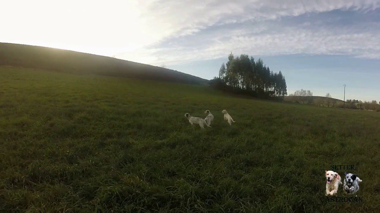 * Cachorros Castrocan *