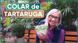 🍃Como Cuidar da Planta Colar de Tartaruga 🐢 Peperomia Prostrata | Flávia Kremer