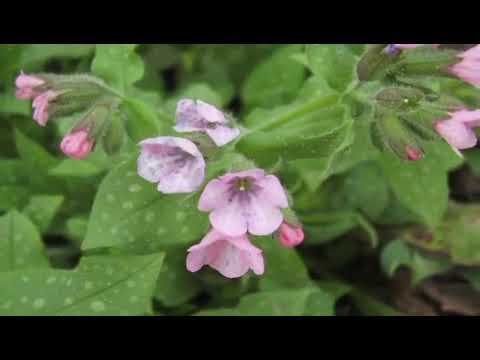 Video: Lungwort Plants - How To Grow Lungwort