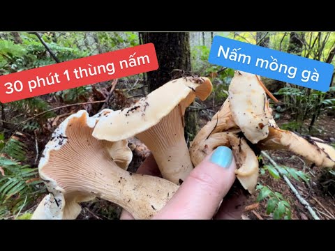 Lên rừng hái nấm Mong gà Thấy ổn nấm hái đã tay Người Việt cuộc sống ở ...