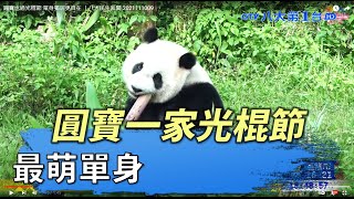 圓寶一家光棍節 單身獨居更自在 ｜八大民生新聞 2021111009