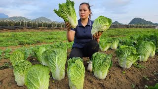 Harvesting Napa Cabbage Garden Goes market sell - Cooking - Puppy.