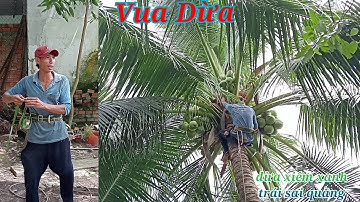 Vua Dừa Miền Tây//vua dừa xử lý cây dừa xiêm xanh trái sai quằng không có đường leo lên nhiều độ khó