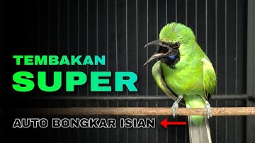 TEMBAKAN SUPER || CUCAK IJO JAMTROK FULL TEMBAKAN AUTO BONGKAR ISIAN