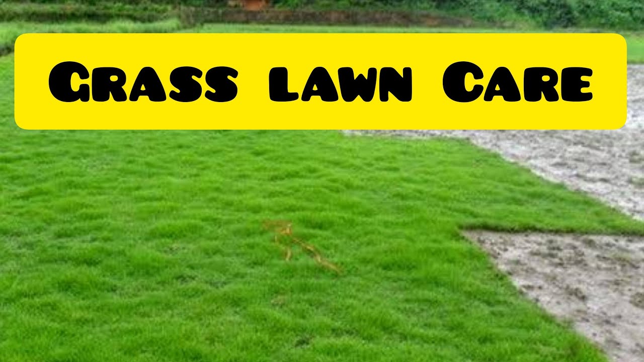 How to care lawn grass lawn care tips for beginners and easy method for green lawn گارڈن گھاس