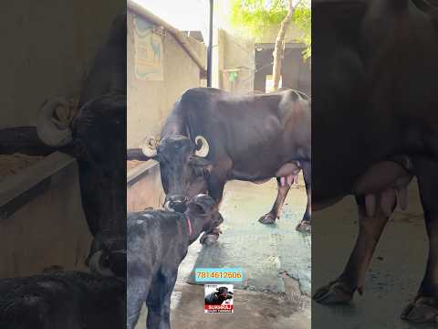 ਤਾਜ਼ੀ ਸੂਈ ਮੱਝ ਵਿਕਾਊ ਘਰੇਲੂ ਪਰਿਵਾਰ ਕੋਲ #sukhrajdairyfarming