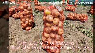 고령 우곡 노지 중생종 양파  이로운 농법 2024년05월14일 수확