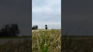 Honda CB 650 R 2020 Euro 4 - 35kw - Stock exhaust - driveby