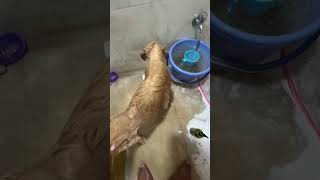 Famous Parul University dog grooming