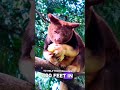 meet the tree kangaroo #treekangaroo #kangaroo #nature #animals