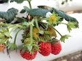 Hydroponic Strawberry INRAA Hmadna Algeria