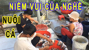 Nghề Nuôi Cá Lóc, Cá Trê Vừa Ổn Định Kinh Tế Vừa Mang Lại Niềm Vui | Trại Cá Phú Yên