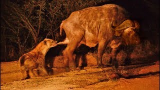 Hyena Grabs Buffalo By The Balls