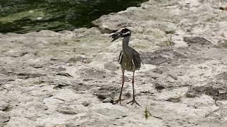 Yellow Crowned Night Heron and turtle 1 2
