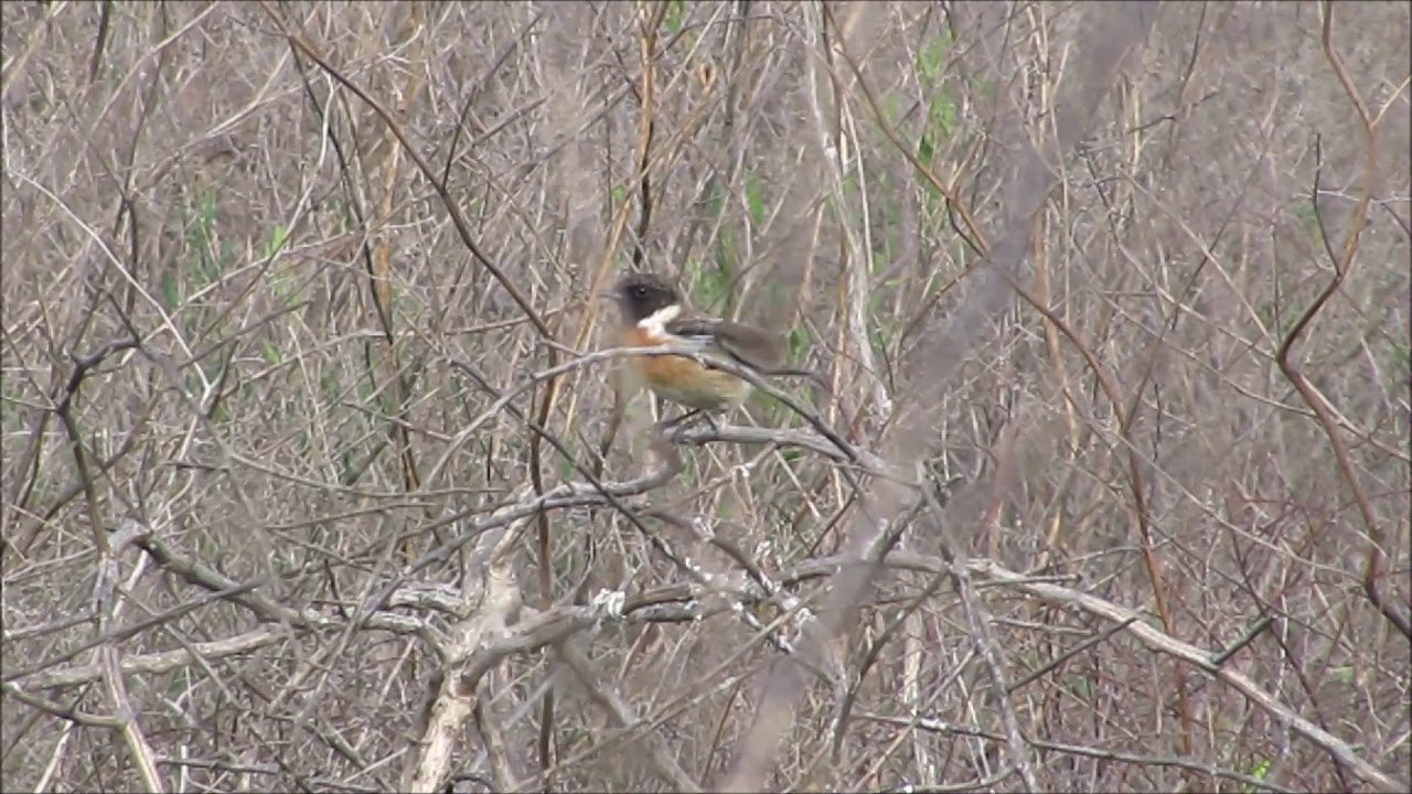 Common Stonechat (Saxicola torquata) 