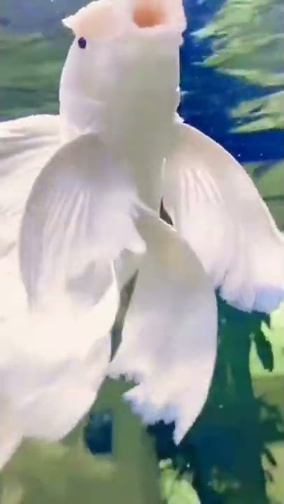 butterfly koi fish 🐟🐠🐠