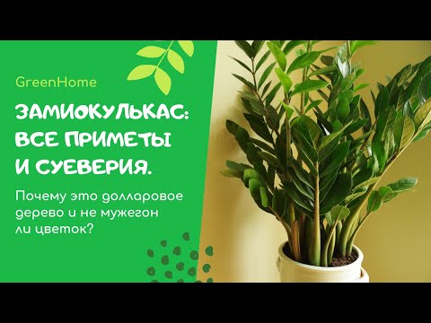 Замиокулькас: Все приметы и суеверия. Почему это долларовое дерево и не мужегон ли цветок?